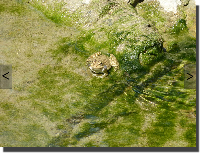 Pelophylax cerigensis